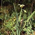 Calochortus subalpinus plant, Hugh McDonald