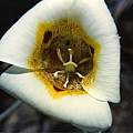 Calochortus superbus, Hugh McDonald