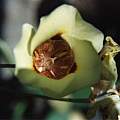 Calochortus superbus, Hugh McDonald
