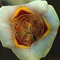 Calochortus superbus lilac, Hugh McDonald