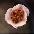 Calochortus superbus purplish, Hugh McDonald