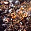 Calochortus tiburonensis plant, Hugh McDonald