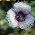 Calochortus tolmiei, Hugh McDonald Calochortus tolmiei, Hugh McDonald