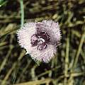 Calochortus tolmiei, Hugh McDonald Calochortus tolmiei, Hugh McDonald
