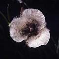 Calochortus tolmiei Oregon, Hugh McDonald Calochortus tolmiei Oregon, Hugh McDonald