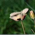 Calochortus tolmiei outer, Hugh McDonald Calochortus tolmiei outer, Hugh McDonald