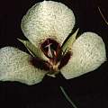 Calochortus umpquaensis, Hugh McDonald Calochortus umpquaensis, Hugh McDonald