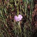 Calochortus uniflorus in habitat, Hugh McDonald Calochortus uniflorus in habitat, Hugh McDonald