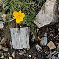 Calochortus venustulus in habitat, Hugh McDonald