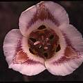Calochortus venustus Inner Coast, Hugh McDonald