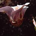 Calochortus venustus exterior, Hugh McDonald