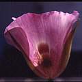 Calochortus venustus exterior, Hugh McDonald
