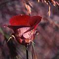 Calochortus venustus exterior red bicolor, Hugh McDonald