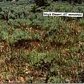 Calochortus venustus habitat, Hugh McDonald