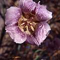Calochortus venustus lavender, Hugh McDonald