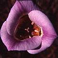 Calochortus venustus lavender, Hugh McDonald