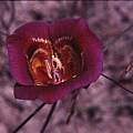 Calochortus venustus magenta, Hugh McDonald