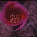 Calochortus venustus magenta, Hugh McDonald