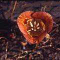 Calochortus venustus orange, Hugh McDonald