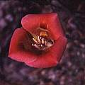 Calochortus venustus orange, Hugh McDonald