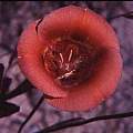 Calochortus venustus orange copper, Hugh McDonald