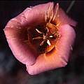 Calochortus venustus peach, Hugh McDonald