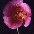 Calochortus venustus pink, Hugh McDonald