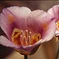 Calochortus venustus pinkish, Hugh McDonald