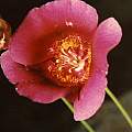 Calochortus venustus red, Hugh McDonald