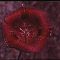 Calochortus venustus red, Hugh McDonald