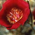 Calochortus venustus red, Hugh McDonald