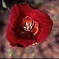 Calochortus venustus red, Hugh McDonald