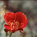 Calochortus venustus red, Hugh McDonald
