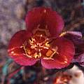 Calochortus venustus red comet, Hugh McDonald