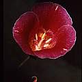 Calochortus venustus red picotee, Hugh McDonald