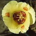 Calochortus venustus yellow, Hugh McDonald