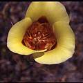 Calochortus venustus yellow, Hugh McDonald