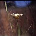 Calochortus vestae outer, Hugh McDonald
