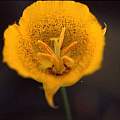Calochortus weedii, Hugh McDonald
