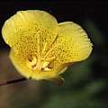 Calochortus weedii var. peninsularis, Hugh McDonald