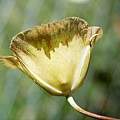 Calochortus weedii var. peninsularis outer, Hugh McDonald
