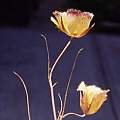Calochortus weedii var. peninsularis plant, Hugh McDonald