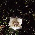Calochortus westoni, Hugh McDonald Calochortus westoni, Hugh McDonald