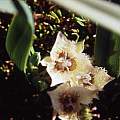 Calochortus westoni, Hugh McDonald Calochortus westoni, Hugh McDonald