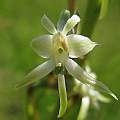 Habenaria falcicornis, Maclear, Cameron McMaster [Shift+click to enlarge, Click to go to wiki entry]