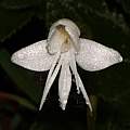 Habenaria grandifloriformis, Saket Shrotri