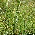 Habenaria laevigata, Naude's Nek, Mary Sue Ittner