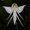 Habenaria rariflora, Saket Shrotri