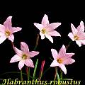 Habranthus robustus, Bill Dijk