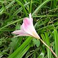 Habranthus tubispathus var. roseus, Lee Poulsen